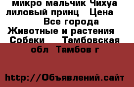 микро мальчик Чихуа лиловый принц › Цена ­ 90 - Все города Животные и растения » Собаки   . Тамбовская обл.,Тамбов г.